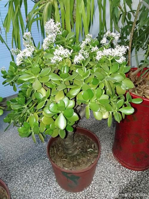 种了九年的玉树(又名燕子掌)终于开花了