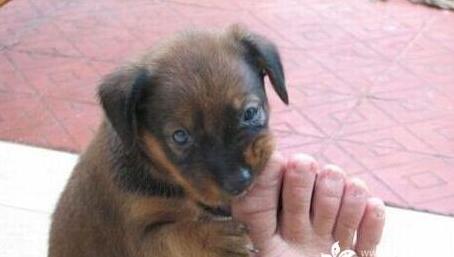 主人被狗咬掉了脚指头,但全家为它的表现感到惊讶