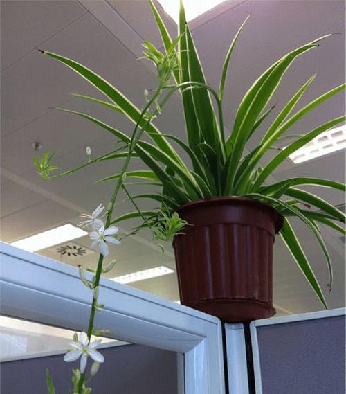 国庆节送什么花象征国庆的花