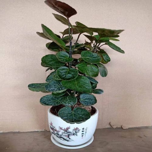 金钱兜盆栽福禄圆叶桐钱树钱多多发财树室内四季常青