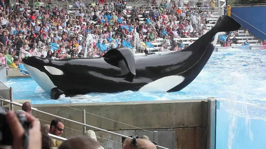 海洋馆的虎鲸表演