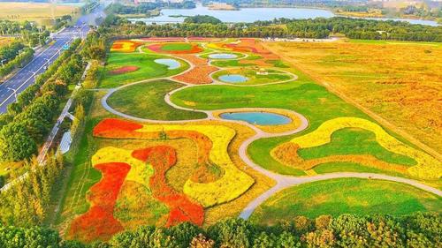 美成画报!红枫芦花,竹海银杏…苏州人秋日"花海"指南来啦