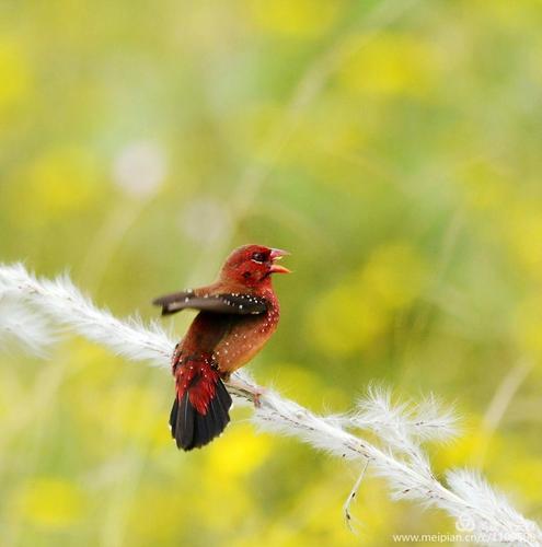 这位先生发现芦花被别人摘光了,着急地大喊大叫