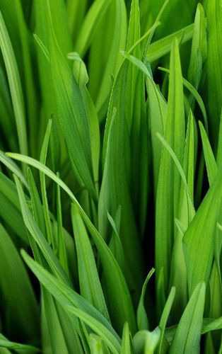 绿色养眼高清手机壁纸