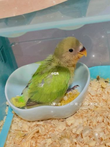 鹦鹉_牡丹_奶粉_手养牡丹鹦鹉_宠物