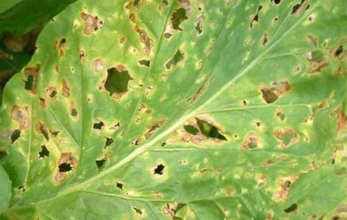 烟草靶斑病的危害症状发生规律及防治措施