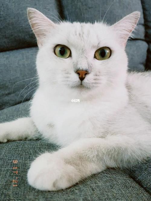 92猫咪正脸照_猫咪_英短_银渐层_猫咪日常_宠物_猫