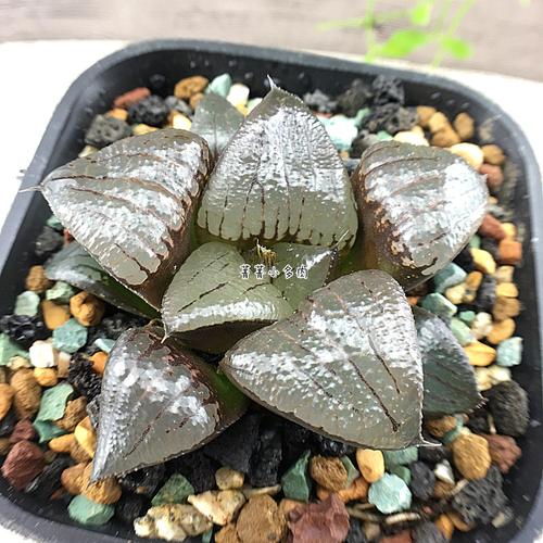 阿寒湖寿 阿寒湖多肉植物 12卷多肉植物 实生非组培 保品种_7折现价39