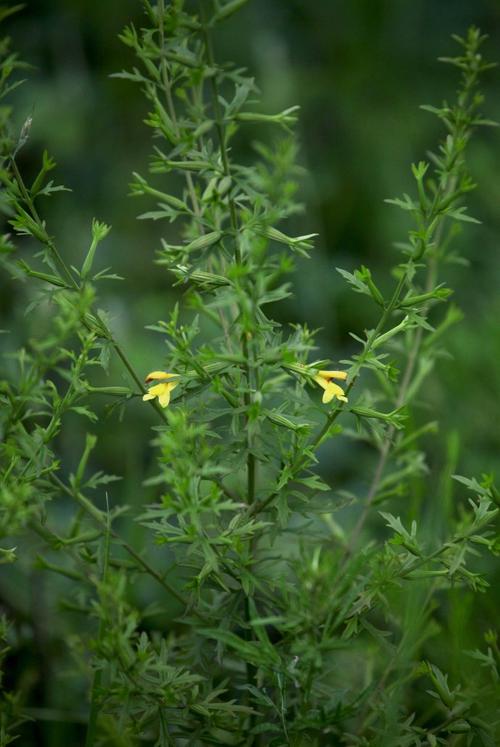 [转载]刘寄奴～阴行草
