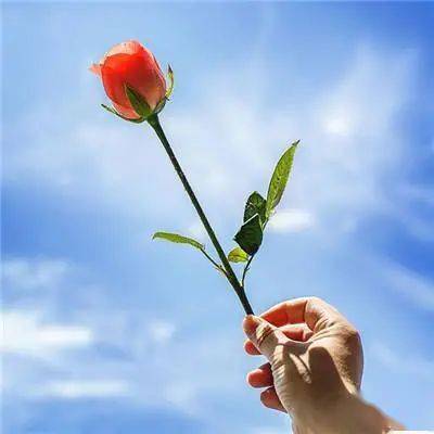 微信头像会带来好运的花朵头像