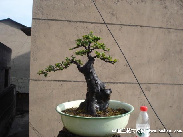 11]矮霸挂果金弹子.斜杆夏鹃