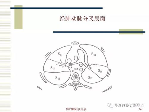 肺部解剖与分段