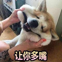 汪星人 日常 表情包|狗狗_网易订阅