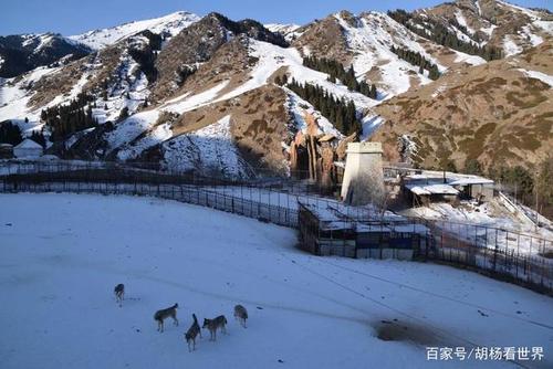 新疆野狼谷冬天景致,寒冷中体验野性,野狼已被圈养的