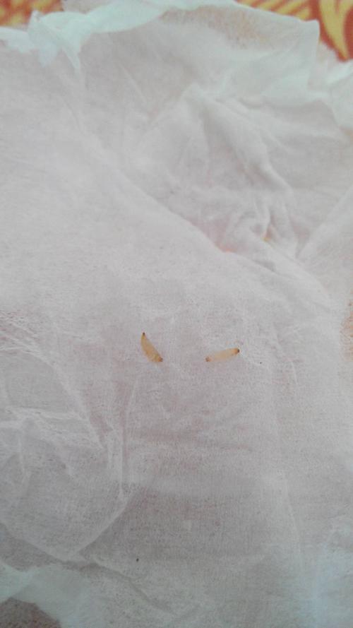 各种帮帮忙,今天在床单上发现好几条呢中小的白色的小
