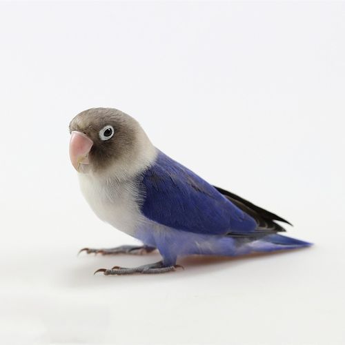 鹦鹉鸟活体牡丹鹦鹉活体玄凤鹦鹉虎皮鹦鹉异宠活体鸟大鹦鹉说话鸟宠物