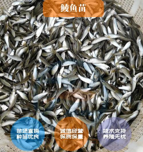 鲮鱼苗 鲮鱼水花 桂花鱼饲料鱼 泰国鲮鱼 土鲮鱼 麦鲮鱼 饲料鱼苗