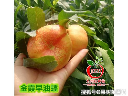 金霞早油蟠上市以来,让最近两年种植油蟠桃的果农朋友们乐开了花,那么