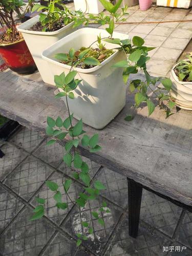 如何区别铁线莲和转子莲?