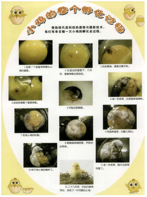 小鸡的整个孵化过程