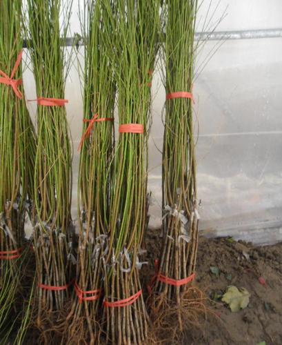 大量批发果树苗 桃树苗 嫁接桃树苗 大红桃 新品种