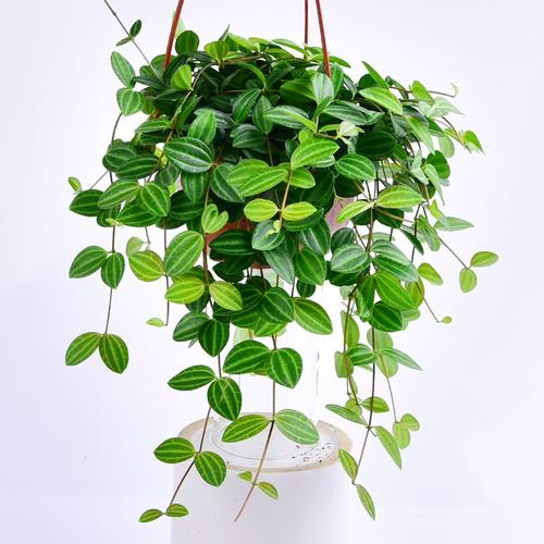 钻石翡翠室内盆栽白脉椒草豆豆瓣绿垂植物好养绿植