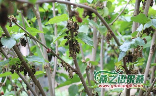 首页 果桑种植技术 果桑常见病虫害 > 什么是桑葚菌核病?