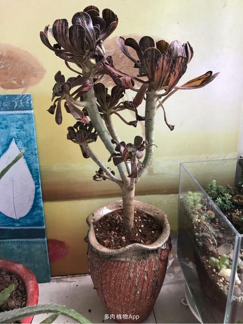 君美丽 法师锦上盆照