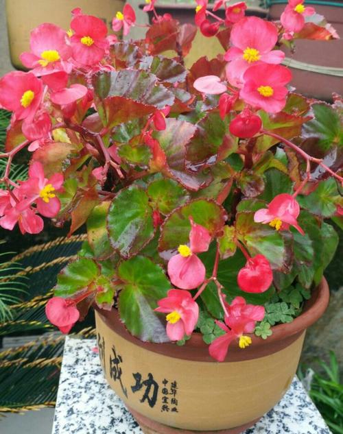 这是我的杰作……2016年我精心呵护的海棠花不错吧?喜欢吗?