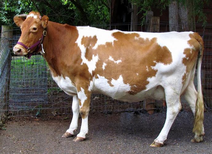 恩西岛牛(没查到这个牛对应的英文,推测为:guernsey cattle)