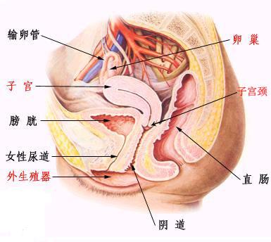 妇女子宫在盆腔内的位置可分为前位子宫,中位子宫和后位子宫.