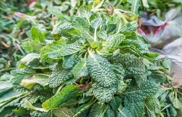 支气管炎|蛤蟆草|咳嗽_新浪新闻