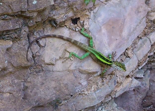 谁知道这个蜥蜴的品种.生活在重庆巫山地区的 万分感谢!