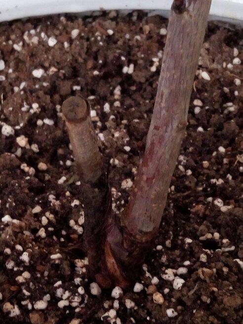 看看这颗樱桃树还活这吗?为什么还不发芽啊h