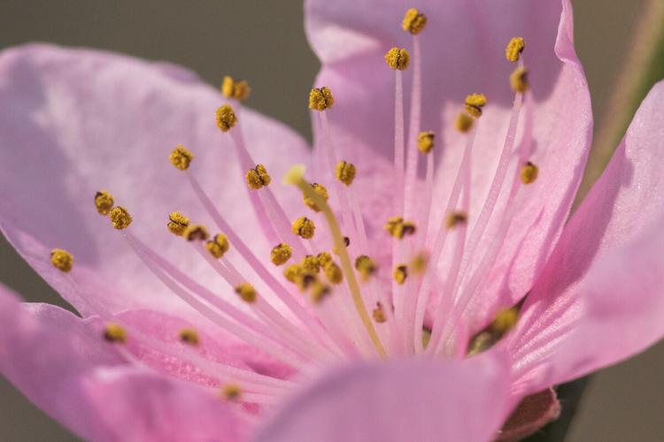 桃花花蕊嫩嫩的花瓣上,布满细节的花蕊显得特别漂亮.