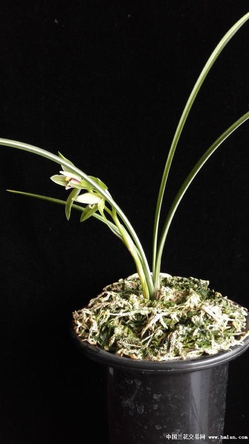 春剑花叶双艺"娇泰锦"今春开品,大家分享.