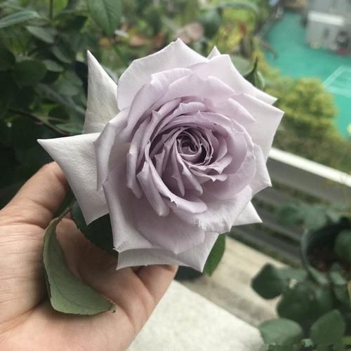 盆栽佳品   贵族礼光栽培难度:非常容易.