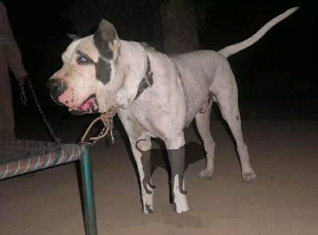 终极杀戮机器库达犬猛犬中的战斗犬