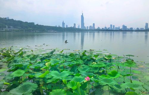 南京玄武湖公园