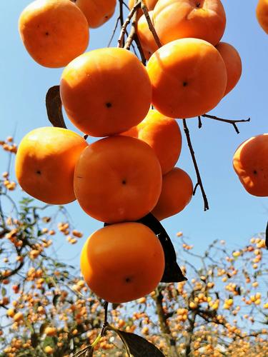 月柿是恭城人对柿子特有的称呼,随着恭城柿子知名度的增加,"恭城月柿"