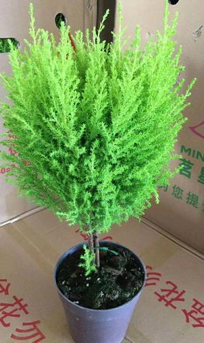 常年绿油油而且非常好好造型的家庭盆栽小盆景——香松的养护方法