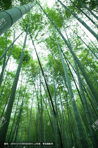 仰拍绿竹林