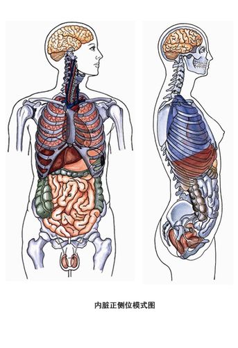 qq图片库 人内脏完整结构图高清 (图) 女性人体内脏结构图_五脏六腑