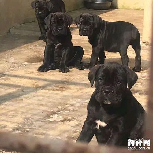 卡斯罗犬图片_狗扑卡斯罗网