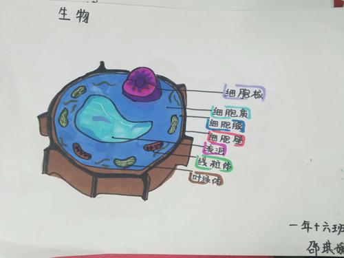 初一生物绘图竞赛