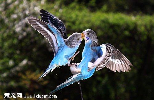 虎皮鹦鹉应该从小开始训练说话及训练方式