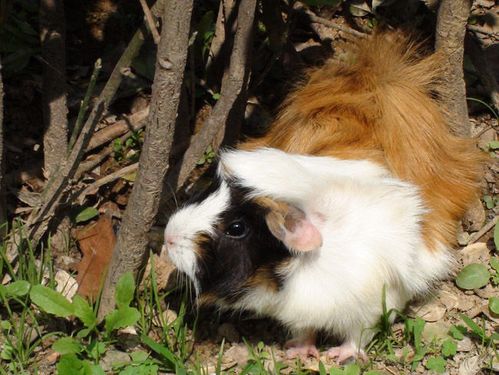 宠物豚鼠品种大全,豚鼠还分这么多种类呢?