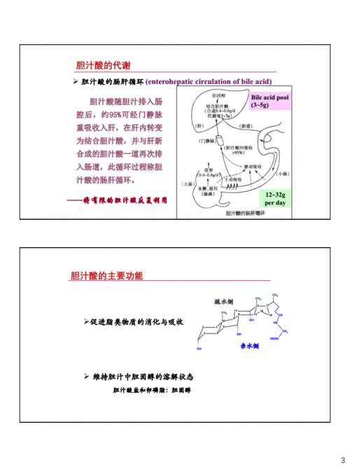 11.2 胆汁酸代谢生物化学.pdf 3页