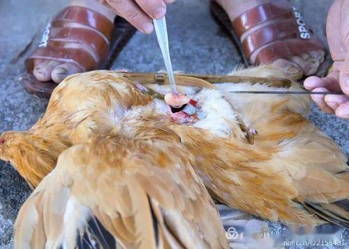 豌豆粒大小,有的还带点血,将"小蛋蛋"轻轻拉出来,再用刀割掉