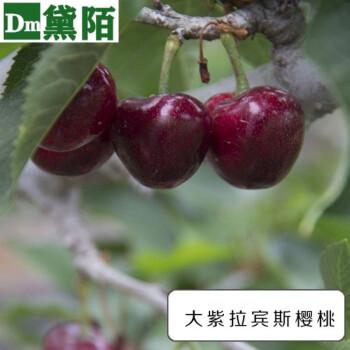 樱桃苗嫁接樱桃树苗美国车厘子黑珍珠大樱桃树苗水果盆栽地栽当年结果